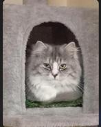 Dekkater voor fokken, 0 tot 2 jaar