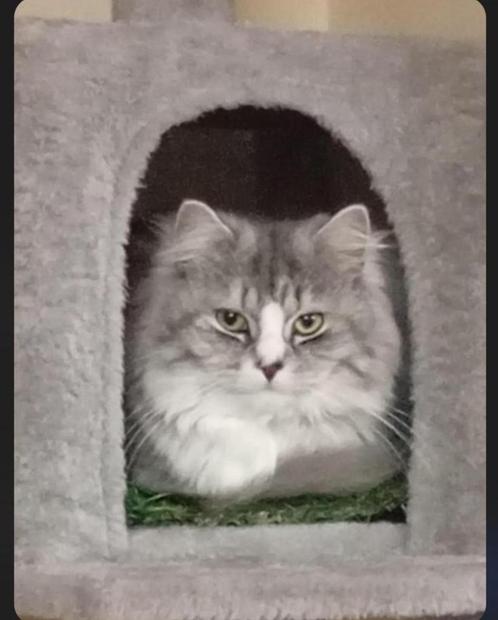 Dekkater voor fokken, Dieren en Toebehoren, Katten en Kittens | Dekkaters, 0 tot 2 jaar