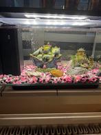 Home 30 aquarium, Dieren en Toebehoren, Ophalen, Zo goed als nieuw, Leeg aquarium