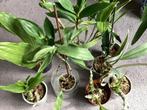Kamerplant orchideeën verschillende, Minder dan 100 cm, Ophalen of Verzenden, Halfschaduw