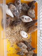 Mooie japanse kwartel haantjes., Dieren en Toebehoren, Pluimvee, Mannelijk, Overige soorten
