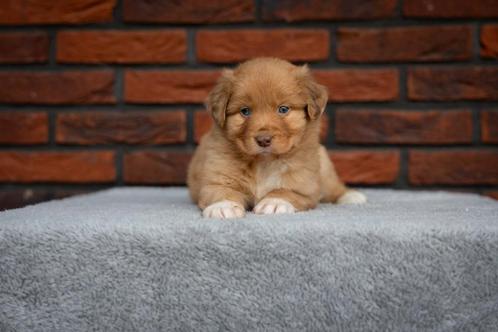 Super gesocialiseerde Toller x Australian shepherd pup, Dieren en Toebehoren, Honden | Retrievers, Spaniëls en Waterhonden, Reu