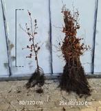 groene beuk. Nu het seizoen!!!