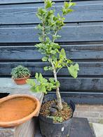 Dwerg Ginkgo biloba mariken, Ophalen of Verzenden, Overige soorten, Minder dan 100 cm