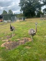 Koppel nandoe s, Dieren en Toebehoren, Meerdere dieren, Overige soorten