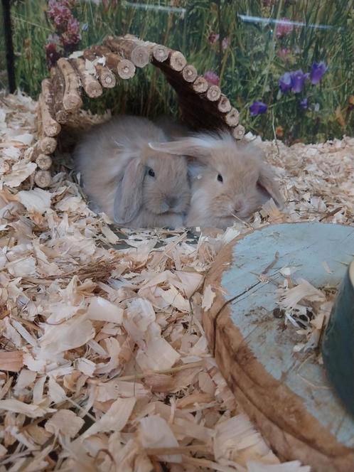 Dwerghangoor konijntjes, Dieren en Toebehoren, Konijnen, Mannelijk, 0 tot 2 jaar, Hangoor