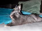 Konijnen super lief met kooi (GROOT voorraad), Vrouwelijk, Middelgroot, 0 tot 2 jaar