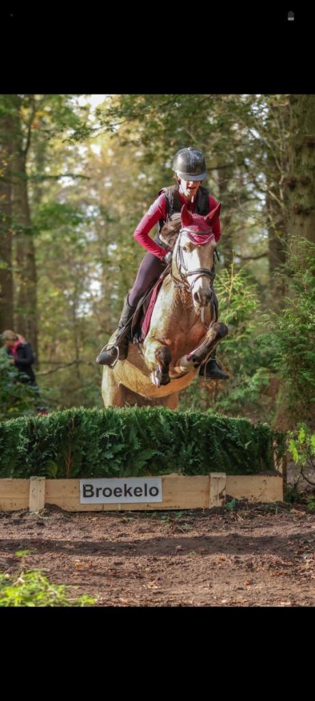 Prachtige allround pony te koop, Dieren en Toebehoren, Pony's, Merrie, B, C pony (1.27m tot 1.37m), 11 jaar of ouder, Gechipt