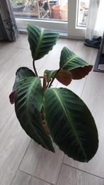 Calathea kamerplant, Ophalen, Overige soorten, Minder dan 100 cm