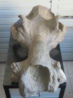 Hexaprotodon (Nijlpaard), Ophalen of Verzenden, Fossiel
