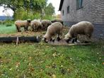 Walliser Schwarznase rammen en ooien, Dieren en Toebehoren, Schapen, Geiten en Varkens, Meerdere dieren, Schaap