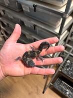 1.0 pure black night luipaardgekko, Hagedis