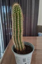 Cactus, Huis en Inrichting, Ophalen, Cactus, Volle zon, Minder dan 100 cm