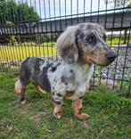 Geweldig lief bleu merle tan dwergteckel reutje, Dieren en Toebehoren, Honden | Teckels en Dashonden, Nederland, 15 weken tot 1 jaar