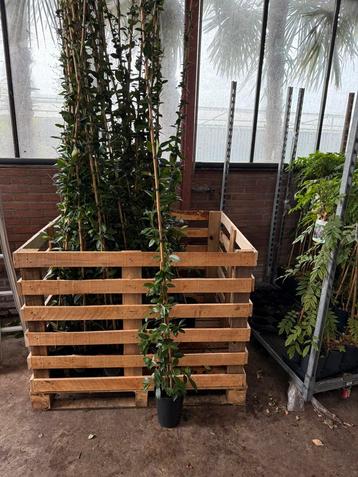 Toscaanse jasmijnen kleur wit lengte 2 meter mooi gelijk beschikbaar voor biedingen