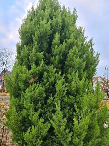 Chamaecyparis Laxsoniana  beschikbaar voor biedingen