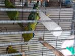 Diverse vogels te koop, Dieren en Toebehoren, Meerdere dieren, Parkiet