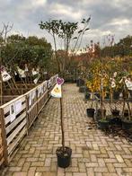 Mirabelle de Nancy Pruimenboom, Overige soorten, Lente, 100 tot 250 cm, Ophalen