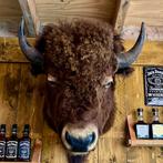 Echte Amerikaanse Buffel (XXL), Ophalen, Zo goed als nieuw, Wild dier, Opgezet dier
