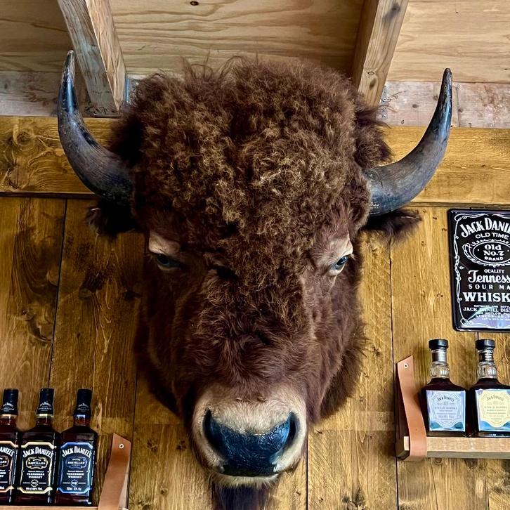 Echte Amerikaanse Buffel (XXL), Verzamelen, Dierenverzamelingen, Zo goed als nieuw, Opgezet dier, Wild dier, Ophalen