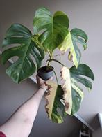 Monstera Aurea Variegata, Ophalen of Verzenden, Overige soorten, Minder dan 100 cm