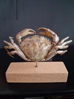 Echte Krab, Ophalen, Zo goed als nieuw, Dier