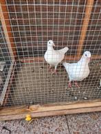 2 jonge witte postduiven, Dieren en Toebehoren, Vogels | Duiven, Meerdere dieren, Postduif