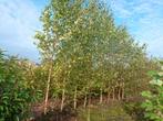 papierberk (betula papyrifera)  200-220 cm, Tuin en Terras, Planten | Bomen, Ophalen, Zomer, Volle zon, Overige soorten