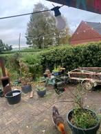 Marans hanen gratis. Ongeveer een half jaar oud., Mannelijk, Kip