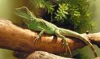 Gezocht wateragaam, Dieren en Toebehoren, Reptielen en Amfibieën, Hagedis, 0 tot 2 jaar