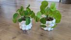2 mooie bloempotten met plantjes, Ophalen, Zo goed als nieuw, Rond, Minder dan 25 cm