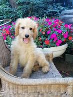 LAATSTE PUP UIT HET NEST Goldendoodle pups., Dieren en Toebehoren, Golden retriever, CDV (hondenziekte), 8 tot 15 weken, Meerdere