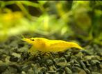 Yellow neon fire backline | Citroen garnalen | Neocaridina, Dieren en Toebehoren, Vissen | Aquariumvissen, Zoetwatervis, Kreeft, Krab of Garnaal