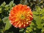 Bosje bloemen vers van de plant, Ophalen