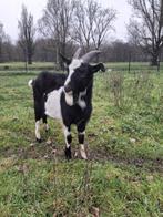 Nederlandse bonte geit cl en cae vrij, Dieren en Toebehoren, Schapen, Geiten en Varkens, Mannelijk, Geit, 0 tot 2 jaar