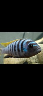 Mooie mbunas, Dieren en Toebehoren, Vissen | Aquariumvissen, Vis, Zoetwatervis, Schoolvis