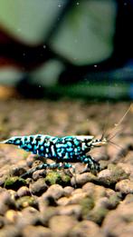 Actie Galaxy Snowflake/stardust caridina garnalen bezorging, Kreeft, Krab of Garnaal