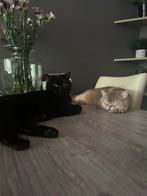 Britse korthaar kittens, Dieren en Toebehoren, Katten en Kittens | Raskatten | Korthaar, Meerdere dieren, Gechipt, 0 tot 2 jaar