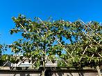 Sierpeer Pyrus calleryana 'Chanticleer' in lei Vorm, Leiboom, Halfschaduw, Lente, 100 tot 250 cm