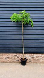 Albizia julibrissin slaapboom 🌿🌺, Tuin en Terras, Planten | Bomen, Ophalen, Zomer, Volle zon, Overige soorten