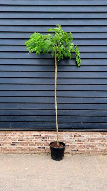 Albizia julibrissin slaapboom 🌿🌺 beschikbaar voor biedingen