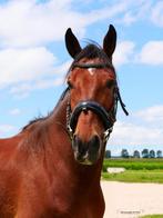 Fijne pensioenplek voor mijn lieve Cruzado ruin (12 jaar), Dieren en Toebehoren, Stalling en Weidegang, Stalling, 1 paard of pony