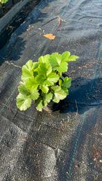 Mooie volgroeide waldsteinia., Tuin en Terras, Planten | Tuinplanten, Ophalen, Zomer, Overige soorten, Halfschaduw