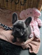 Franse bulldog teefje  enorme kroeldoos, Dieren en Toebehoren, Honden | Bulldogs, Pinschers en Molossers, 8 tot 15 weken, Teef