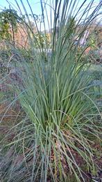 Pampasgras - Mooie, volle planten (3 stuks), Ophalen, Volle zon, Vaste plant, Siergrassen