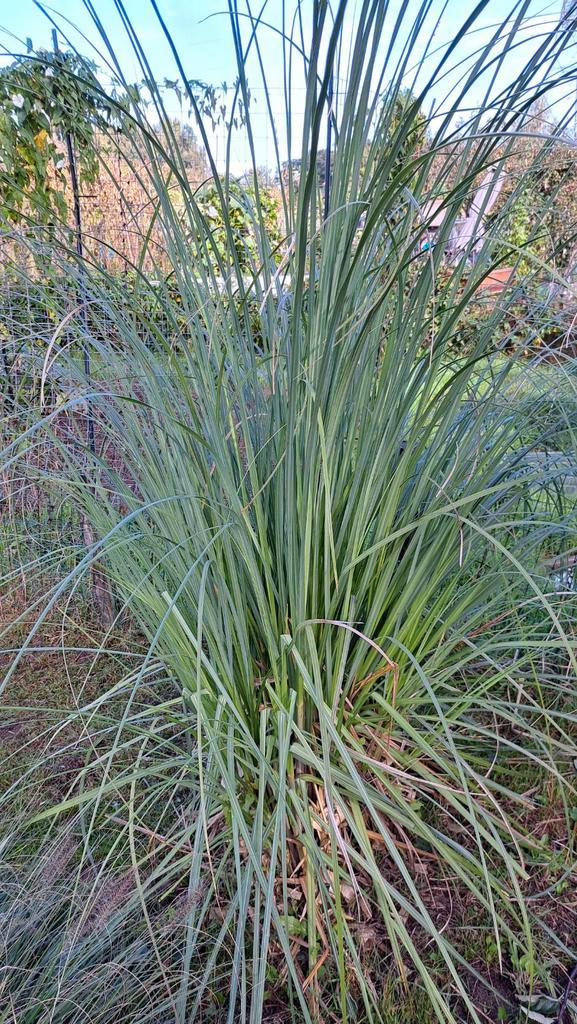 Pampasgras - Mooie, volle planten (3 stuks), Tuin en Terras, Planten | Tuinplanten, Vaste plant, Siergrassen, Volle zon, Herfst