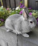 Kleurdwerg chinchilla ram, Mannelijk, Dwerg