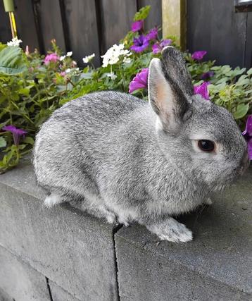 Kleurdwerg chinchilla ram beschikbaar voor biedingen