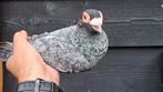 Ispir bagdad kleurduif sierduif duif doffer 2021, Dieren en Toebehoren, Vogels | Duiven, Mannelijk, Postduif
