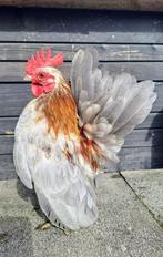 Ayam serama haan, Dieren en Toebehoren, Pluimvee, Mannelijk, Kip
